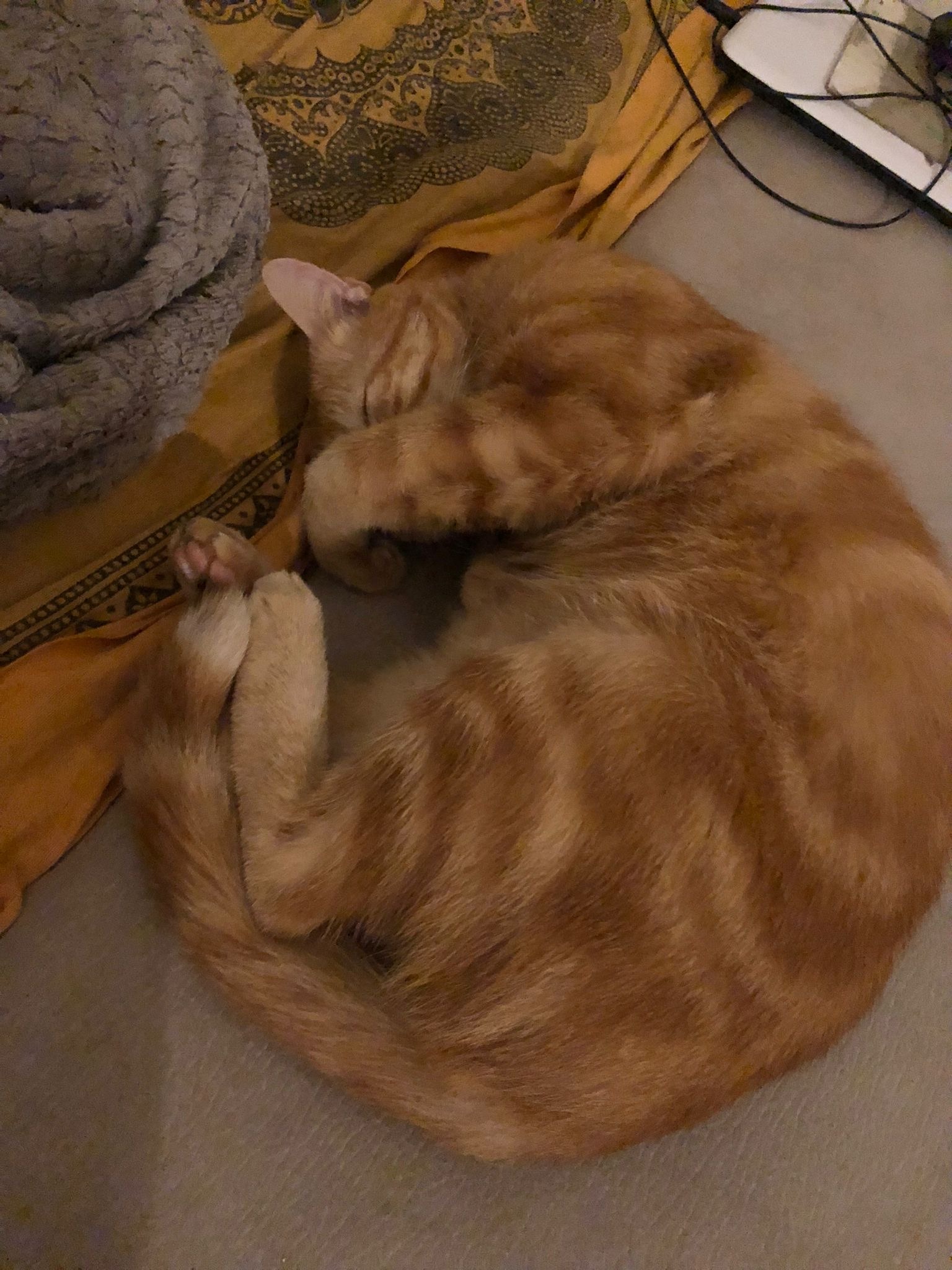 Profil de Charbel, 20 ans, Libertine à Leithum